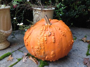 bumpy pumpkin